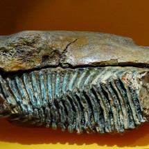 Teeth of a mammoth